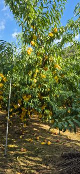 팜모닝 복숭아·영농일지 게시글 이미지