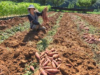 심기정님의 고구마 · 영농일지 작성글 사진
