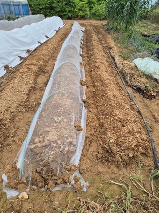 유병욱님의 배추 · 영농일지 작성글 사진