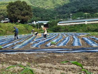 태이린팜님의 양배추 · 영농일지 작성글 사진