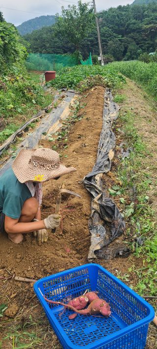 정응화님의 기타작물 · 영농일지 작성글 사진