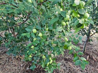 제천이레농원님의 사과 · 영농일지 작성글 사진
