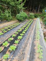 팜모닝 기타작물·영농일지 게시글 이미지