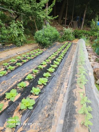 맛과자님의 기타작물 · 영농일지 작성글 사진