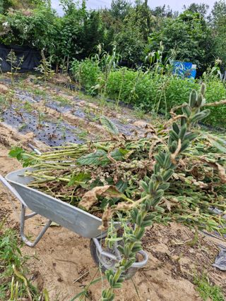 이기은님의 참깨 · 영농일지 작성글 사진