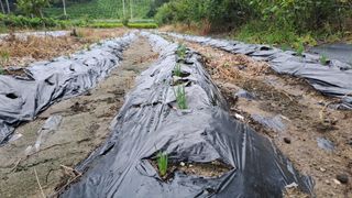 월굴리이승재님의 파 · 영농일지 작성글 사진