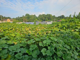 옥수수2904님의 호박 · 영농일지 작성글 사진