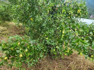 김영숙님의 기타작물 · 영농일지 작성글 사진