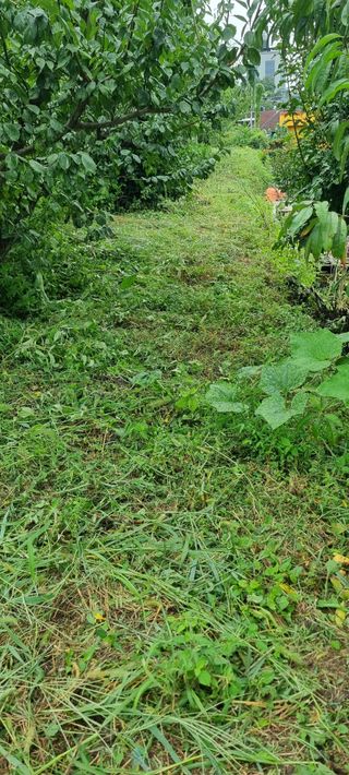 김안재님의 시금치 · 영농일지 작성글 사진