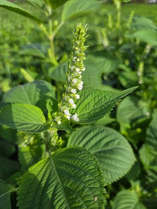 민원기님의 들깨 · 영농일지 작성글 사진