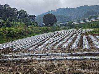 태이린팜님의 양배추 · 영농일지 작성글 사진