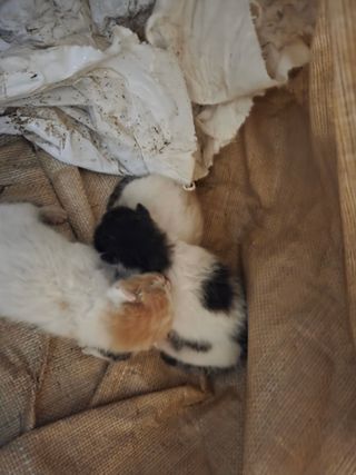 김시내 님의 기타작물 · 영농일지 작성글 사진