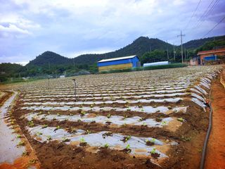 오이8898황산면님의 배추 · 영농일지 작성글 사진