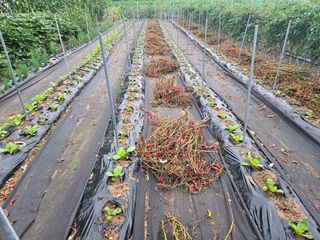 경달현님의 배추 · 영농일지 작성글 사진
