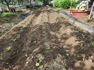 알 수 없음님의 배추 · 영농일지 작성글 사진