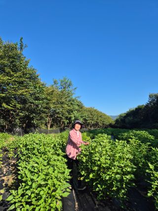 이지은님의 들깨 · 영농일지 작성글 사진