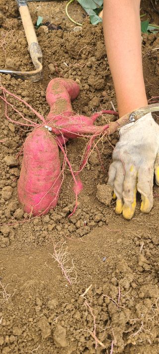 정응화님의 기타작물 · 영농일지 작성글 사진