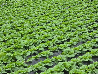 장관덕님의 배추 · 영농일지 작성글 사진