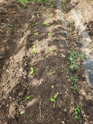 알 수 없음님의 배추 · 영농일지 작성글 사진