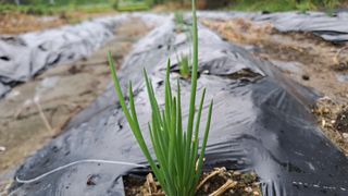 월굴리이승재님의 파 · 영농일지 작성글 사진