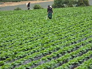 장관덕님의 배추 · 영농일지 작성글 사진