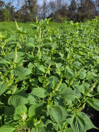 민원기님의 들깨 · 영농일지 작성글 사진