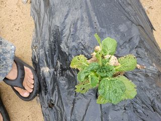 우흥식 님의 기타작물 · 영농일지 작성글 사진