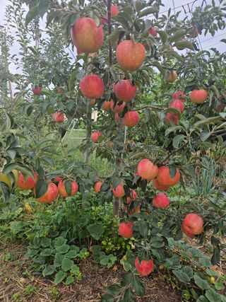 제천이레농원님의 사과 · 영농일지 작성글 사진