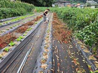 경달현님의 배추 · 영농일지 작성글 사진