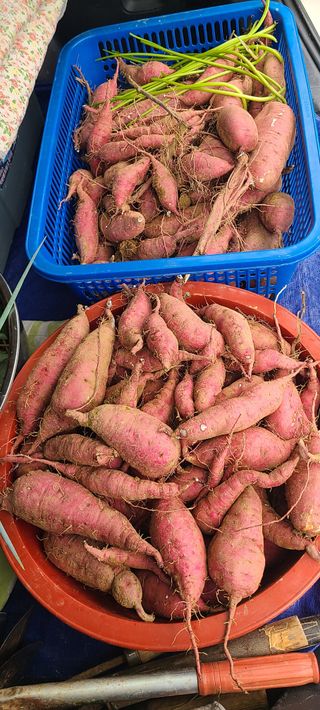 정응화님의 기타작물 · 영농일지 작성글 사진