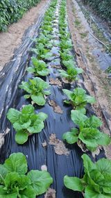 팜모닝 기타작물·영농일지 게시글 이미지