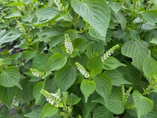 민원기님의 들깨 · 영농일지 작성글 사진