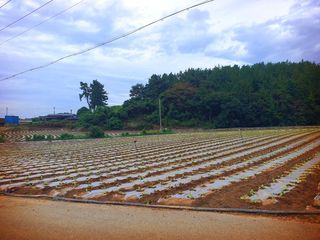 오이8898황산면님의 배추 · 영농일지 작성글 사진