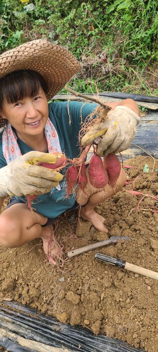 정응화님의 기타작물 · 영농일지 작성글 사진
