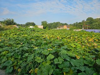 옥수수2904님의 호박 · 영농일지 작성글 사진