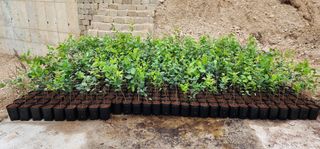 고동옥님의 기타작물 · 영농일지 작성글 사진