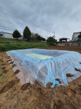 김영석님의 마늘 · 영농일지 작성글 사진