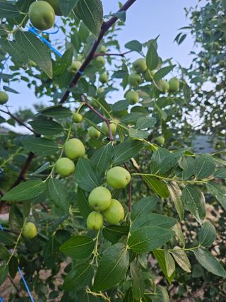 제천이레농원님의 사과 · 영농일지 작성글 사진