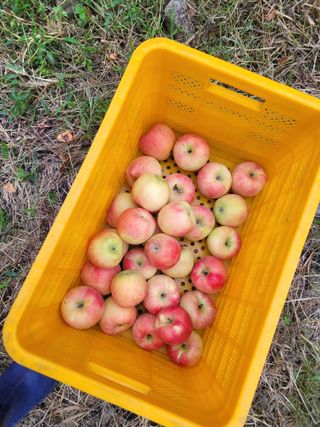 날씨가 흐려 방제가님의 사과 · 영농일지 작성글 사진