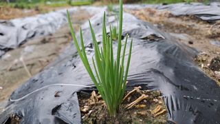 월굴리이승재님의 파 · 영농일지 작성글 사진