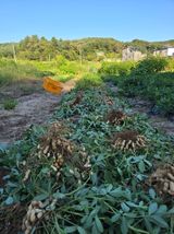 팜모닝 기타작물·영농일지 게시글 이미지