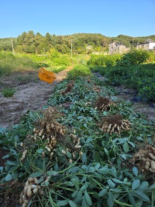 김윤회님의 기타작물 · 영농일지 작성글 사진