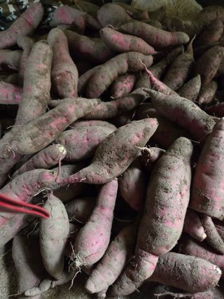 친환경아줌아님의 고구마 · 영농일지 작성글 사진