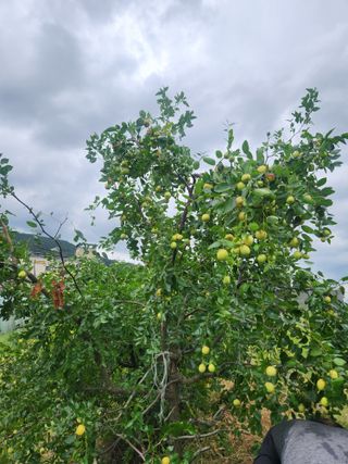 김영숙님의 기타작물 · 영농일지 작성글 사진