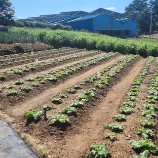 농부(양수)님의 배추 · 영농일지 작성글 사진