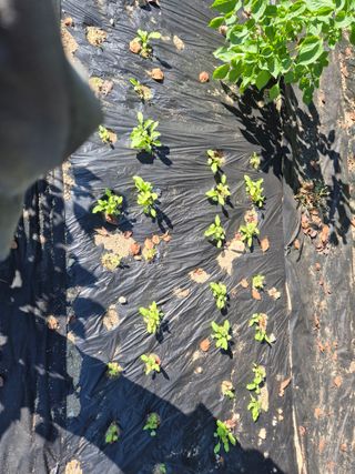 이지은님의 들깨 · 영농일지 작성글 사진