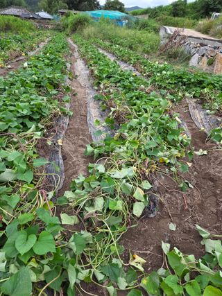 친환경아줌아님의 고구마 · 영농일지 작성글 사진