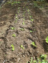 팜모닝 배추·영농일지 게시글 이미지