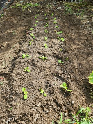 알 수 없음님의 배추 · 영농일지 작성글 사진
