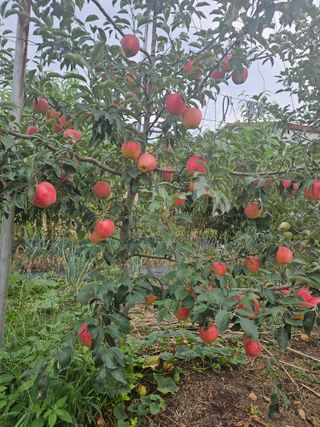 제천이레농원님의 사과 · 영농일지 작성글 사진